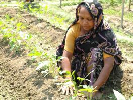 A women is nurshing her agriculture garden at Chandina in Comilla - Bangladesh-sm_0.node