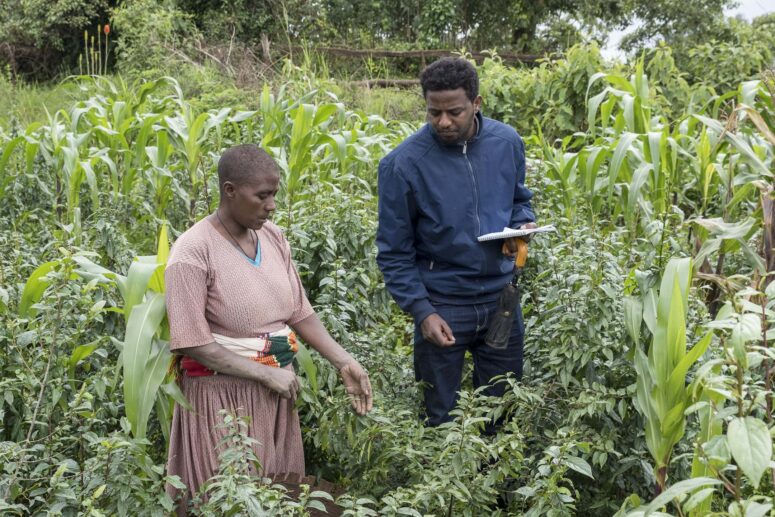 Guday Tirfe in Ethiopia in 2019 picking vegetables from her garden. Photo taken by Johannes Odé for The Hunger Project