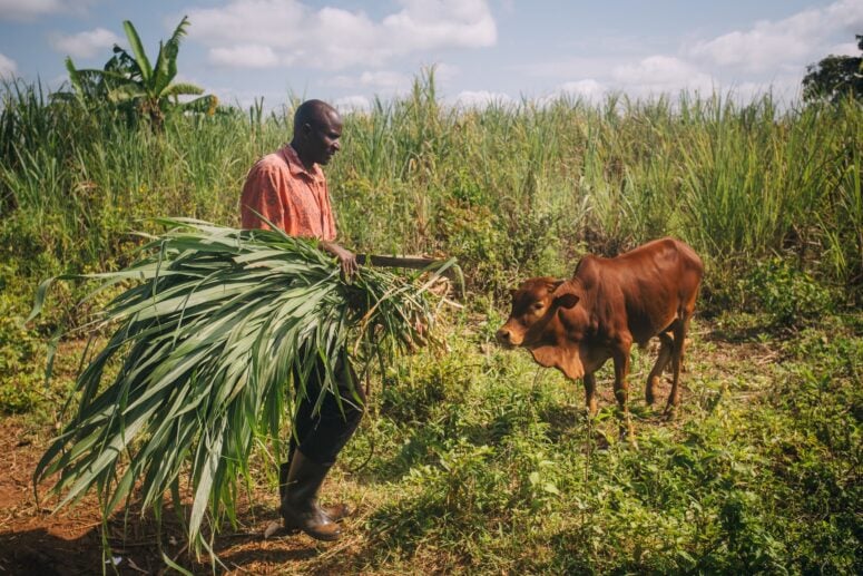 Man from Uganda working on his farm with a cow in the background.