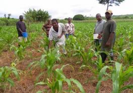 agric tot demonstrating fertilizer application to farmers - Obenyemi.node